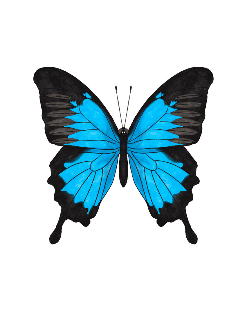 Papilio ulysses Papilio ulysses