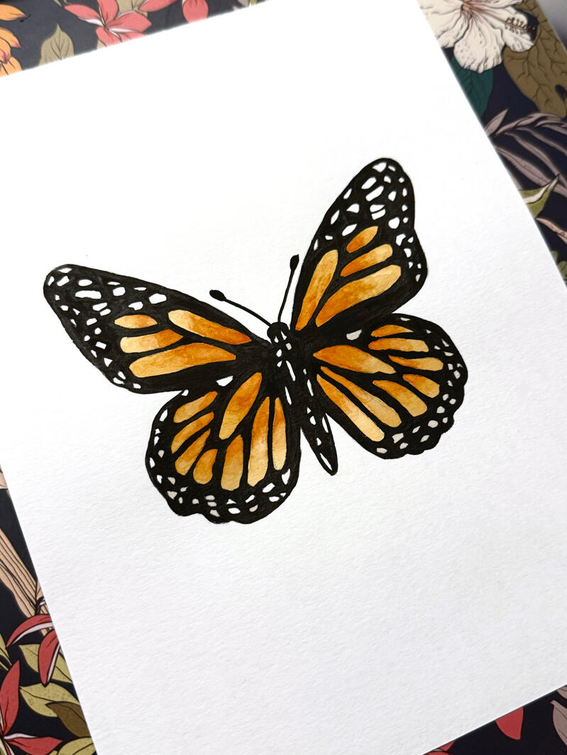 Danaus plexippus Danaus plexippus